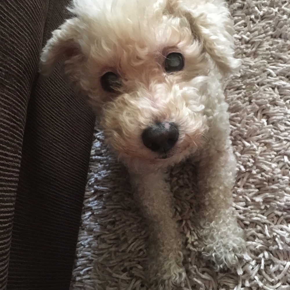 Meet your Posher, Carol